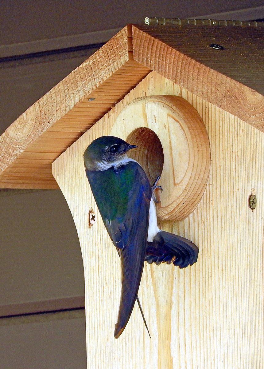 violet-green_swallow_061518_1200