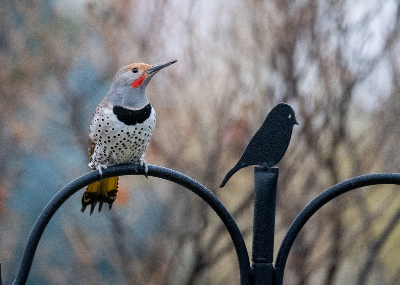 david-fanning_northern_flicker_red-shafted-040320-1400
